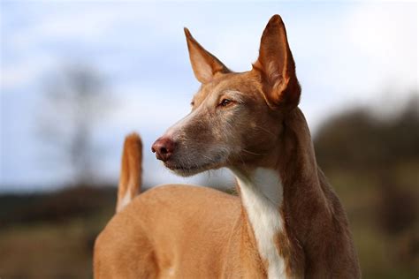 braco con podenco|Podenco (Pods): Dog Breed Characteristics & Care